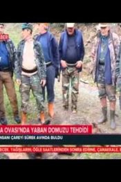 BAFRA DA YABAN DOMUZU SÜREK AVI  TRT YAYINI
