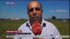 Bafra Karpuzu Üreticinin Yüzünü Güldürü