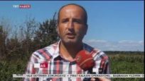 Bafra’da Kırmızı Altın