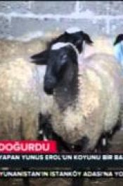 BAK ŞU KOYUNUN YAPTIĞINA
