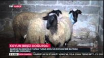 BAK ŞU KOYUNUN YAPTIĞINA