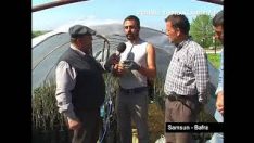 CEVİZ AŞILAMA ÖZGÜR YEL