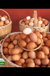 VERİMLİ TOPRAKLARIMIZ SAMSUN  ÇARŞAMBA BÖLÜM 1