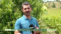 TOKAT / ERBAA ÜZÜM BAĞLARI – TARIMDA BAŞARI
