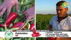 PotAMİNO YİNE YAPTI YAPACAĞINI