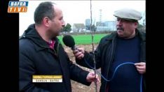 MEYVE FİDANI NASIL DİKİLİR ?