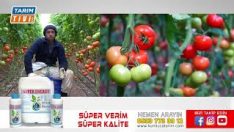 SÜPER ENERJİ İLE DOMATES TARİMTİVİ COM