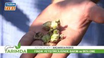 Fındık Üreticisi Kozalak Akarına Karşı Uyarıldı