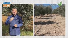 Zeytin Üreticilerinin Dikkatine