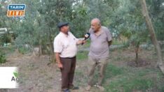 Gerze’de zeytincilik geçim kaynağı olacak