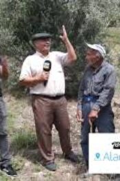 Yanlış uygulama Zeytinciliği ve Cevizciliği bitme noktasına getirdi