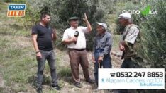 Yanlış uygulama Zeytinciliği ve Cevizciliği bitme noktasına getirdi