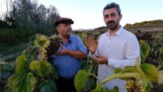 AYÇİÇEĞİNDE KALİTE VE YÜKSEK VERİMİN SIRRI