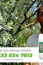 Zeytinde Halkalı leke bu ayda olmaz demeyin!