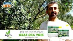 Zeytinde Halkalı leke bu ayda olmaz demeyin!