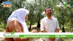 İZNİKLİ ZEYTİN ÜRTİCİSİ SON ANDA ZARARIN EŞİĞİNDEN DÖNDÜ