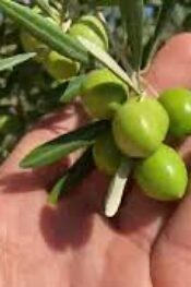 Zeytin üreticilerine seslenen, Yılmaz Nalçabasmaz bakın ne dedi?