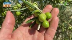 Zeytin üreticilerine seslenen, Yılmaz Nalçabasmaz bakın ne dedi?