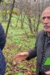 FINDIK BAHÇESİNDEKİ ZARARLI MANTARLARDAN NASIL KURTULMUŞ?