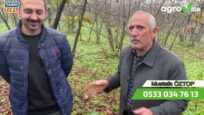 FINDIK BAHÇESİNDEKİ ZARARLI MANTARLARDAN NASIL KURTULMUŞ?