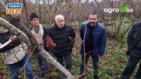 FINDIKDA YANLIŞ BUDAMA ve ÜRÜN KAYIBI