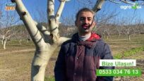 Ceviz ağaçlarındaki kanseri nasıl yendi ?