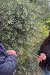 ZİRAAT YÜSEK MÜHENDİSİ NACİYE GÖNÜLTAŞ ÜRETİCİLERE UYARIDA BULUNDU