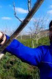 CEVİZ ÜRETİCİLERİ KABUKLU BİT ZARARLISINA KARŞI UYARILDI