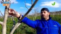 CEVİZ ÜRETİCİLERİ KABUKLU BİT ZARARLISINA KARŞI UYARILDI
