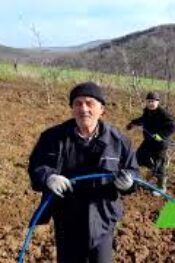 Cevize Tabanca Uygulaması