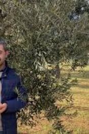ZEYTİN ÜRETİCİLERİNİN DİKKATİNE. İKİNCİ UYGULAMA BAŞLADI.