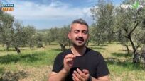 ZEYTİNDE ACİL GEREKEN 4. UYGULAMA