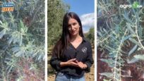 ZEYTİNDE DÖRDÜNCÜ UYGULAMA ZAMANI