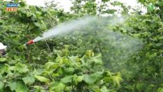 FINDIK ÜRETİCİLERİNİN DİKKATİNE!