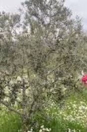 ZEYTİN ÜRETİCİSİ ADNAN ŞENKUL,” ZEYTİNCİLİLİK AYRI BİR BİLİM DALI”