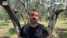 ZEYTİNDE 5 UYGULAMA VAKTİ..