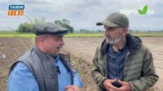 ÇELTİK ÜRETİMİNDE TOPRAK ALTI GÜBRELEME TARİH OLUYOR