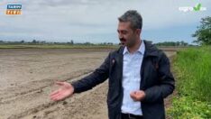 Çeltikte verimi yüksek ürün almak istiyorsanız, hazırladığımız programa göz atın!