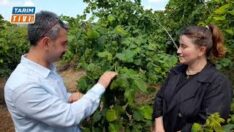 Fındık da Külleme ve Kurşuni Küf uyarısı