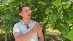 GENÇ FINDIK ÜRETİCİSİ HALİNDEN MEMMUN