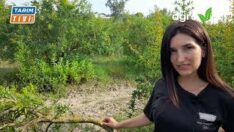 O VARSA ÜRÜN YOK!..