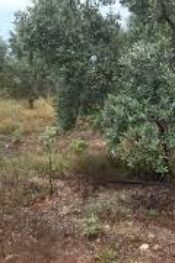 ZEYTİN ÜRETİCİSİDE AŞIRI YAĞIŞLARDAN OLUMSUZ ETKİLENDİ