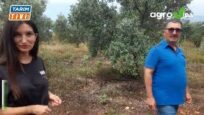 ZEYTİN ÜRETİCİSİDE AŞIRI YAĞIŞLARDAN OLUMSUZ ETKİLENDİ