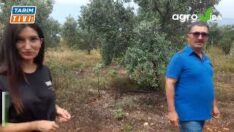ZEYTİN ÜRETİCİSİDE AŞIRI YAĞIŞLARDAN OLUMSUZ ETKİLENDİ