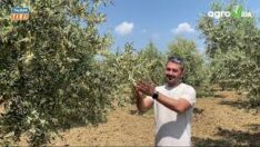 ZEYTİNCİLERE EK UYGULAMA UYARISI