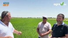 Yanan çeltiğini nasıl kurtardı