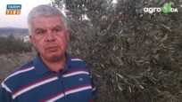 ZEYTİN ÜRETİCİSİ ADNAN ŞENKUL