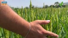 ÇELTİK ÜRETİCİSİ ANLATTI