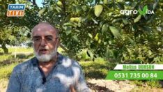 CEVİZ ÜRETİCİSİ SÖYLEDİ