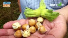 FINDIKCILAR HASAT İÇİN GÜN SAYIYORLAR